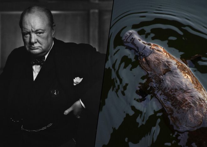 Durante la Segunda Guerra Mundial, Australia envió un ornitorrinco a Churchill. Murió en el viaje y 82 años después sabemos por qué